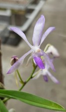 Profumo Orchidea Vandofinetia Pat Arcari (Neofinetia falcata x V. coerulea) /caldo