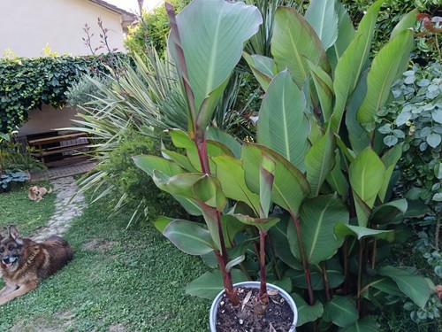 Pianta canna musaefolia - canna,