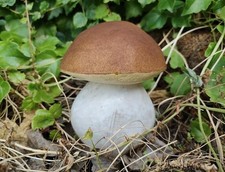 Fungo porcino artificiale H 14 cm. in plastica