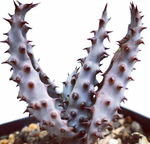 Aloe marlothii seeds - -,