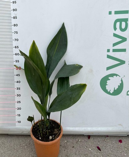 Pianta aspidistra eliator - di,