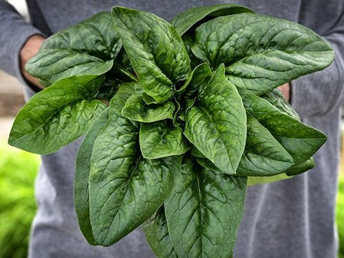 Spinaci selvatici merlo - selvatici,