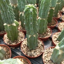 ??myrtillocactus grecas??