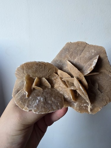 Natural desert rose gypsum - desert,