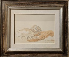 Renzo Codognotto, Natura