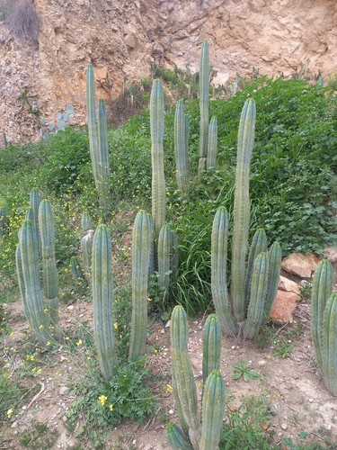 Cactus peruvianus - cactus, 50