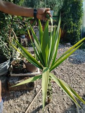 Yucca filamentosa - alta 120cm - tronco da radicare - come foto 