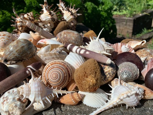 Enorme lotto bellissime - enorme,