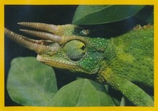 Panini National Geographic -