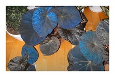 10x Begonia xanthina arbusti