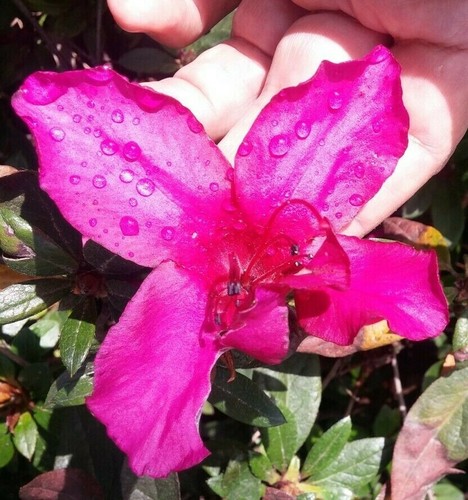 Cuttings beautiful - 7,
