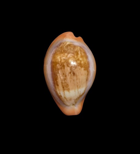 Conchiglia shell cypraea - conchiglia,