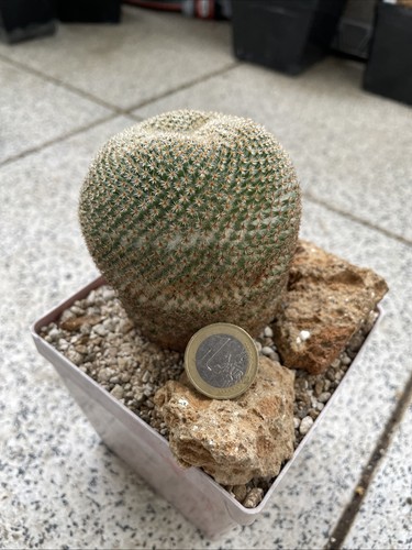 Cactus mammillaria crucigera - cactus,