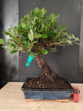 bonsai  quercia da sughero  h 46 cm visita il negozio