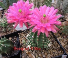 Echinocereus triglochidiatus