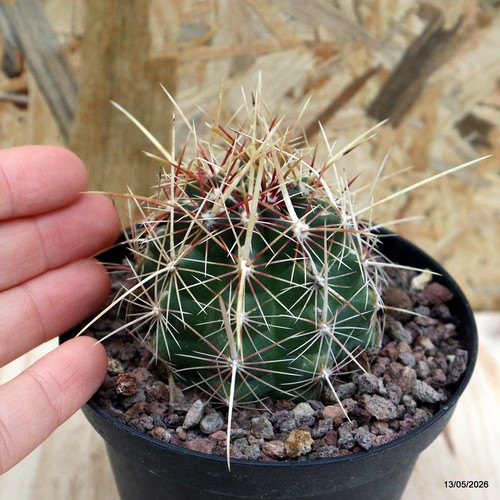 Thelocactus bicolor bolansis