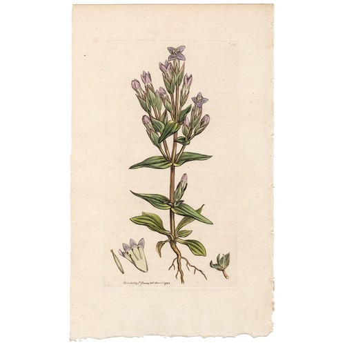 Antica botanica inglese 1795