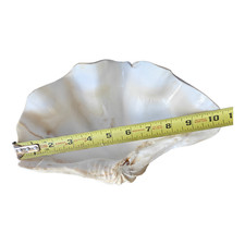 Originale Ocean GIANT Clam