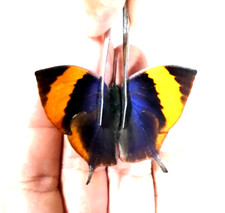 anaea memphis xenica ssp dal nord del Messico DONNA, colorata, rara, A1