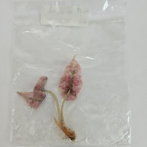 Alocasia polly mint pink - alocasia,