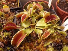 Dionée muscipula " Alien"