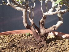 Bonsai Carpino Bianco 20x7cm In Vaso Pianta Interno Esterno  Yamadori Albero🪾🪾