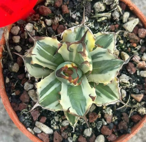 Vendo agave cactus rara - vendo, 5,5