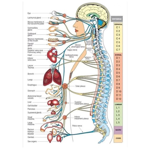 Human nervous system anatomy - human,