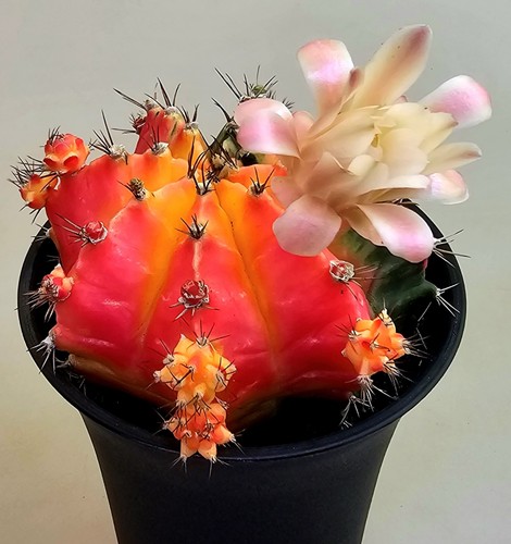 Gymnocalycium mihanovichii - gymnocalycium,