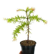 Araucaria bidwilii - Pino Bunya | Albero a coda di scimmia falsa