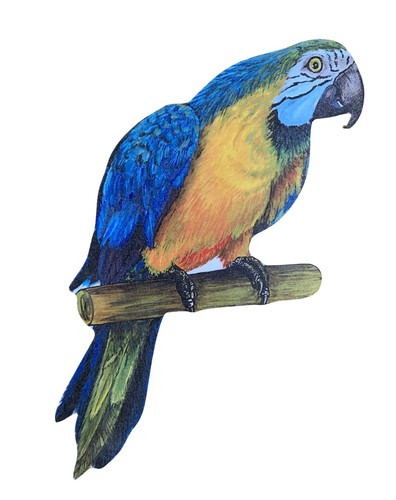 Parrot magnet - parrot,