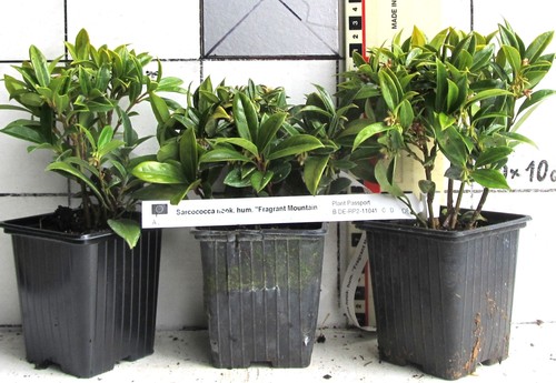 Sarcococca fragrant mountain - "fragrant, mountain"