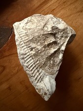 Foglia fossile, venatura
