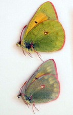 Coppia Colias hyperborea