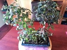 Bonsai di Olmo campestre bosco di olmo mediterraneo