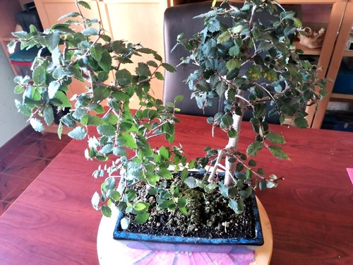 Bonsai olmo campestre - olmo,