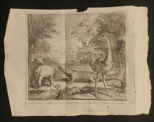 ANIMALI ESOTICI COCCODRILLO IPPOPOTAMO STRUZZO CAMALEONTE STAMPA INCISIONE