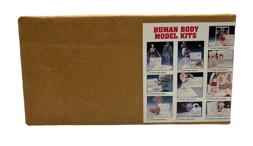 Kit modello corpo umano