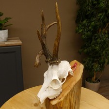 Corna Di Capriolo Rehbock 10