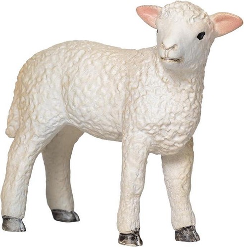 Romney agnello fattoria - romney,