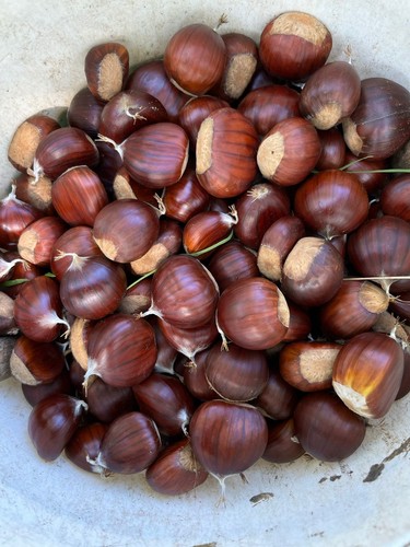 Prevendita castagne igp - castagne,