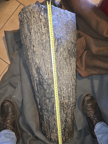 Legno fossile pietrificato - legno,