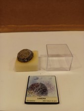 Fossile Giurassico Lanieria