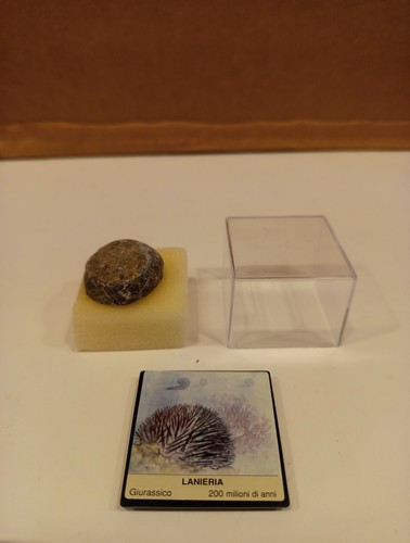 Fossile giurassico lanieria - giurassico,