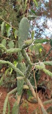 Opuntia pubescens 10cm