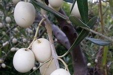 Pianta di ulivo Leucocarpa