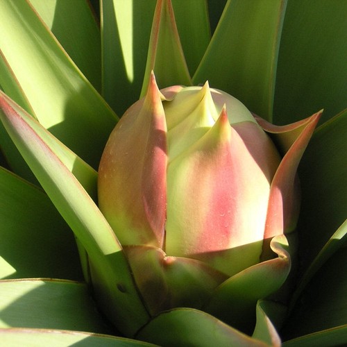 Yucca treculeana lancia di - lancia,