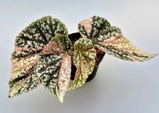  Bellissima Begonia Snowcap