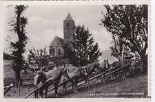 # AVELENGO: I CAVALLI - HAFLINGER PFERDE   1956