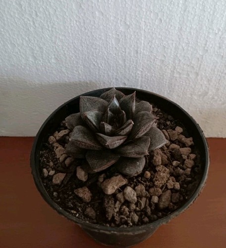 Echeveria purpusorum vaso - echeveria,